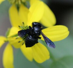 Megachile xylocopoides