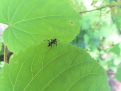 Formica fusca