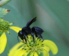 Megachile xylocopoides