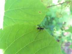 Formica fusca
