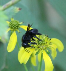 Megachile xylocopoides