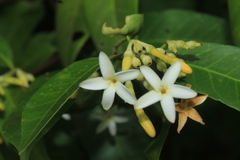 Lacmellea edulis