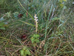 Spiranthes vernalis