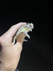 Phrynosoma cornutum