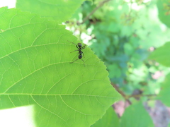 Formica fusca