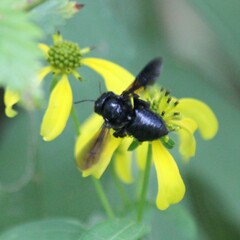 Megachile xylocopoides