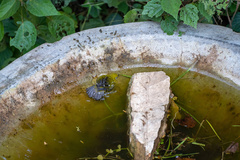 Zosterops stuhlmanni