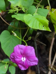 Ipomoea chenopodiifolia