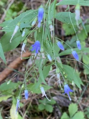 Campanula divaricata