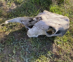 Bos taurus