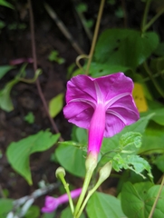 Ipomoea chenopodiifolia