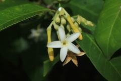 Lacmellea edulis