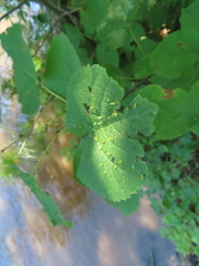 Eriophyes tiliae