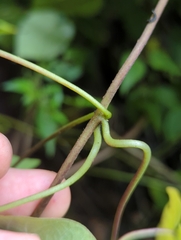 Ipomoea chenopodiifolia
