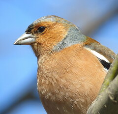Fringilla coelebs gengleri