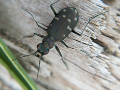 Cicindela oregona oregona