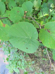 Tilia americana