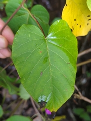 Ipomoea chenopodiifolia