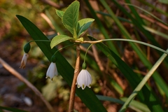 Leucojum aestivum