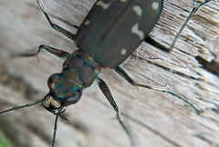 Cicindela oregona oregona