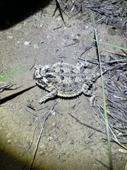 Phrynosoma cornutum