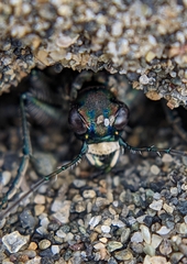 Cicindela oregona oregona