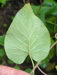 Ipomoea chenopodiifolia