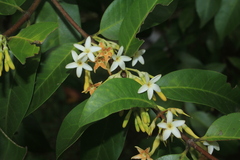 Lacmellea edulis