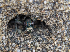 Cicindela oregona oregona