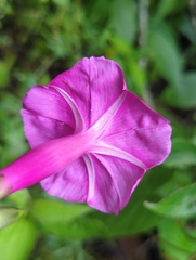 Ipomoea chenopodiifolia