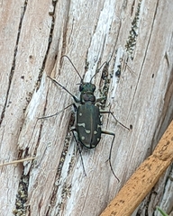 Cicindela oregona oregona