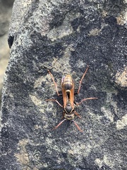 Mischocyttarus flavitarsis