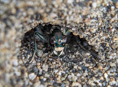Cicindela oregona oregona