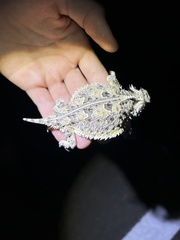 Phrynosoma cornutum