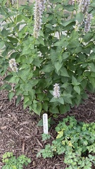 Agastache