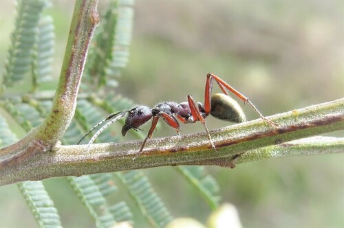 毛腹弓背蚁Camponotus piliventris