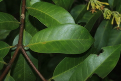 Lacmellea edulis