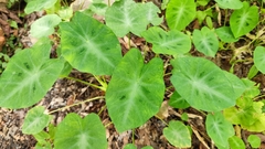 Colocasia