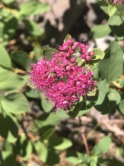 Spiraea splendens