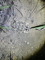 Phrynosoma cornutum