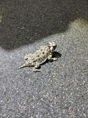Phrynosoma cornutum