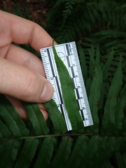 Homalosorus pycnocarpos