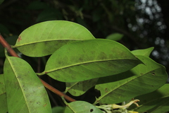 Lacmellea edulis