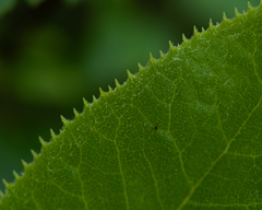 Acrisione denticulata