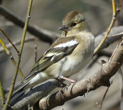 Fringilla coelebs gengleri