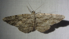 Anavitrinella pampinaria