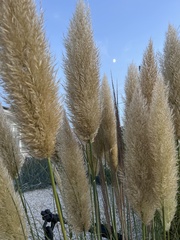 Cortaderia
