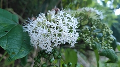Clerodendrum colebrookianum
