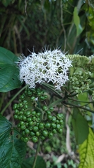 Clerodendrum colebrookianum