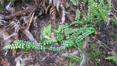 Blechnum filiforme